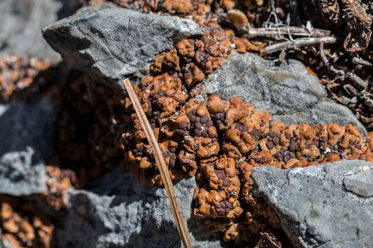 Image of Tuckerman's fishscale lichen