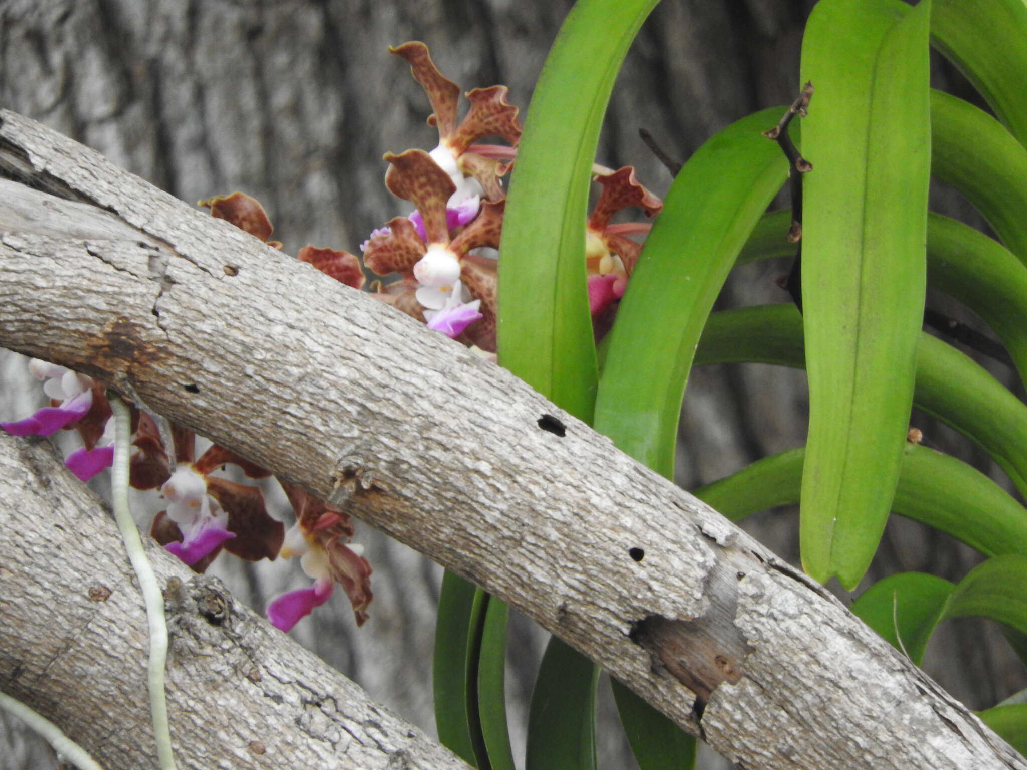 Image of Vanda insignis Blume