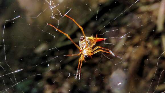 Image of Micrathena sanctispiritus Brignoli 1983