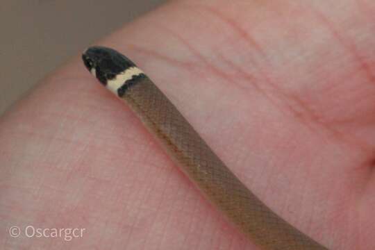 Image of Bocourt's Black-headed Snake