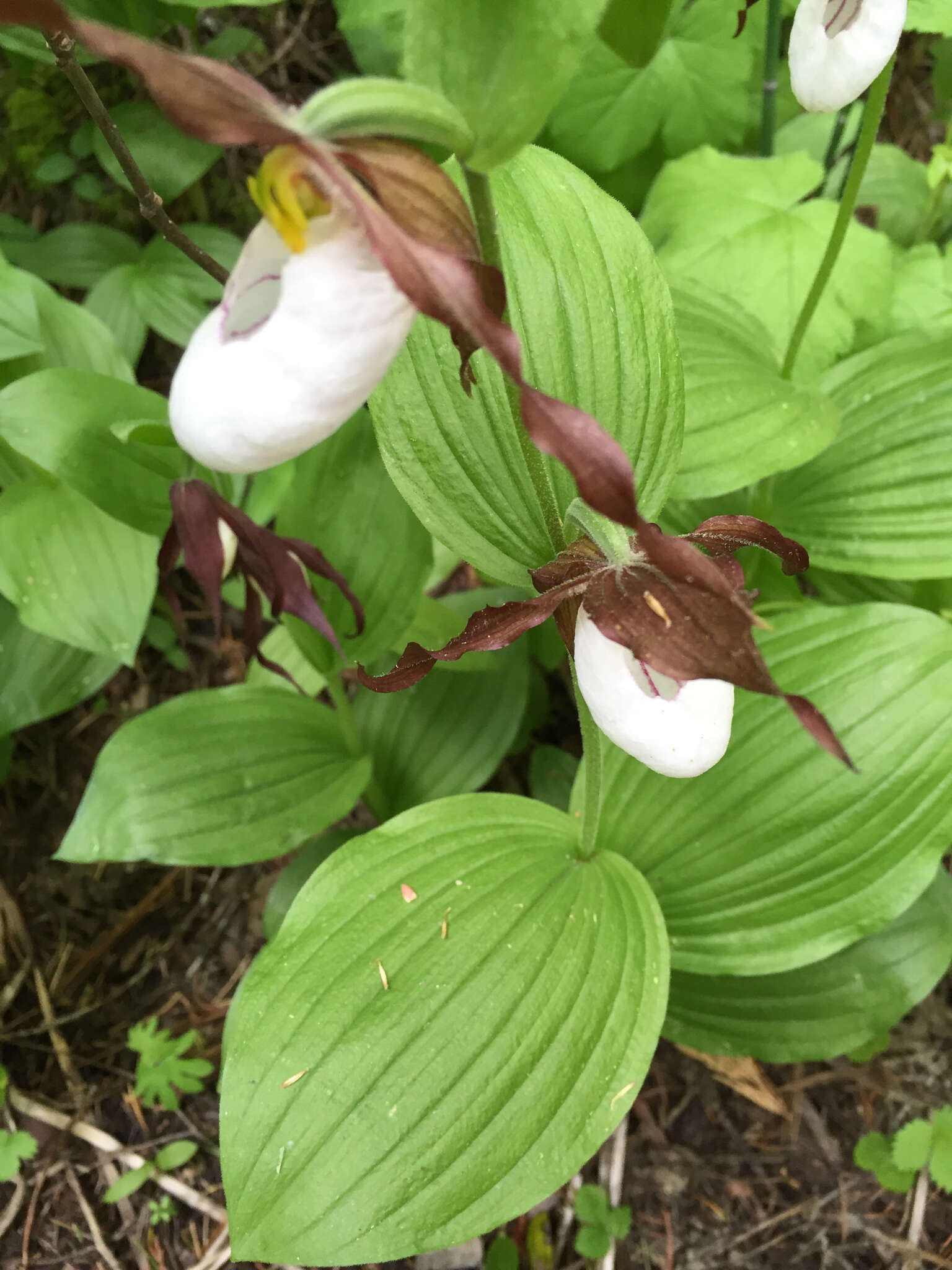 Imagem de Cypripedium montanum Douglas ex Lindl.