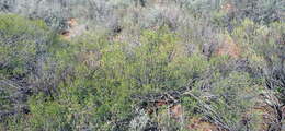 Image of Pteronia paniculata Thunb.