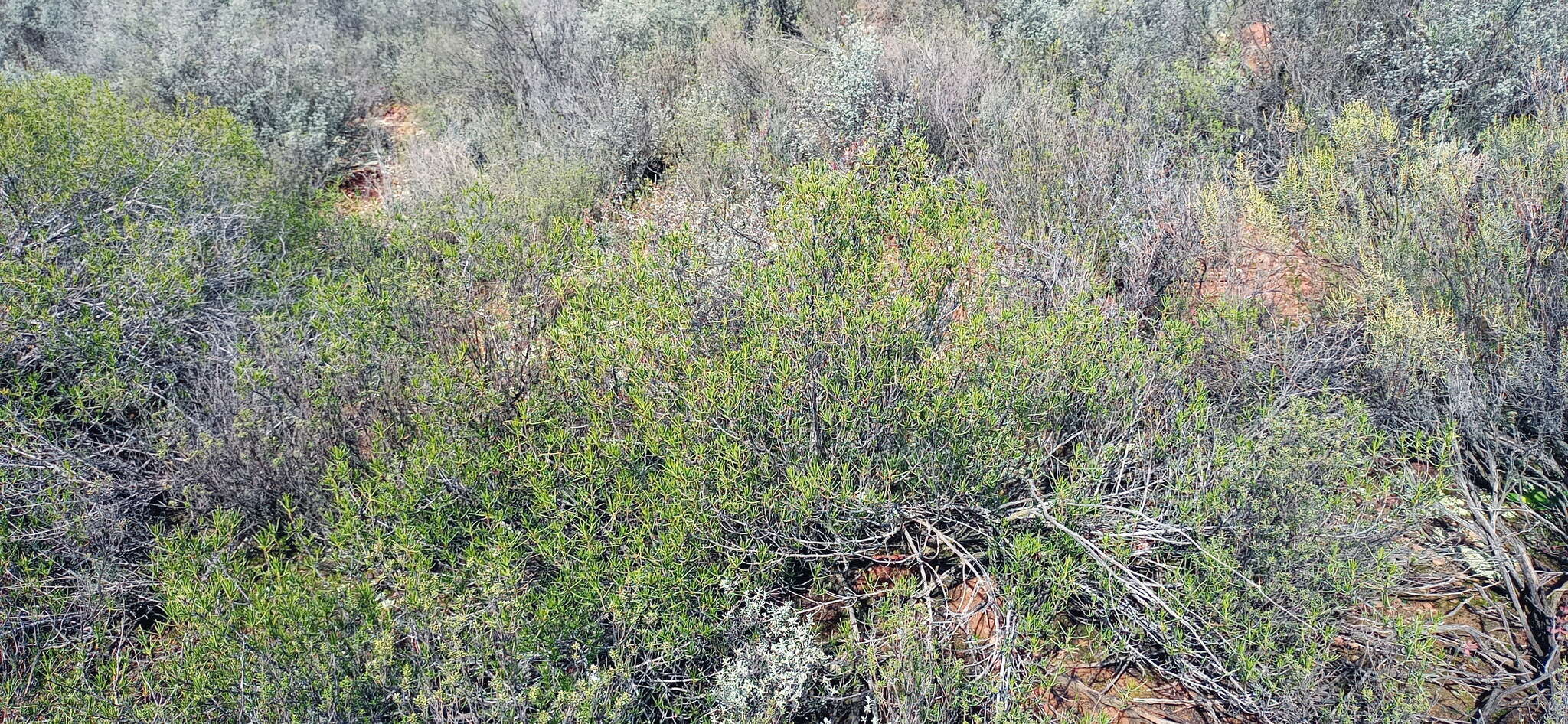 Image of Pteronia paniculata Thunb.