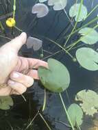 Plancia ëd Nuphar microphylla (Pers.) Fern.