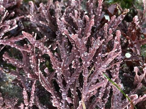 Image of Bossiella orbigniana