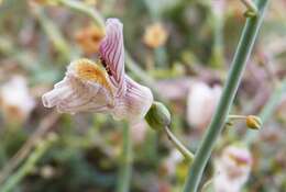 Image of Acanthorrhinum ramosissimum (Coss. & Durieu) Rothm.