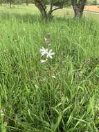 Image of meadow checkerbloom