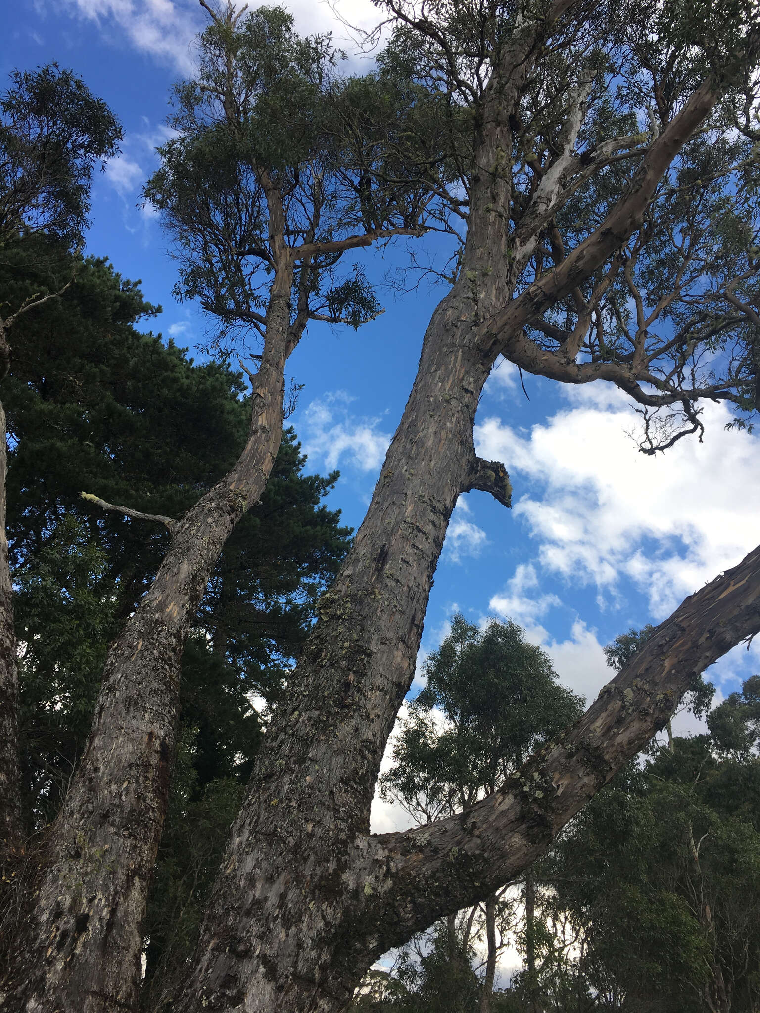 Image of cider gum