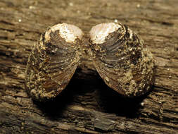 Image of Golden Freshwater Clam