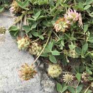 Image of strawberry clover