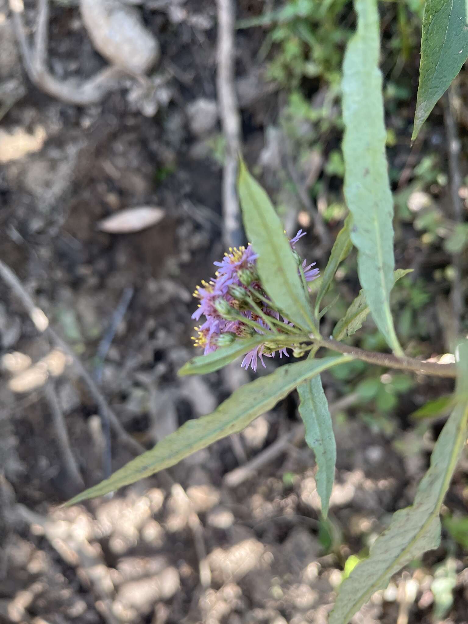 Image of Aster albescens (DC.) Wall. ex Hand.-Mazz.