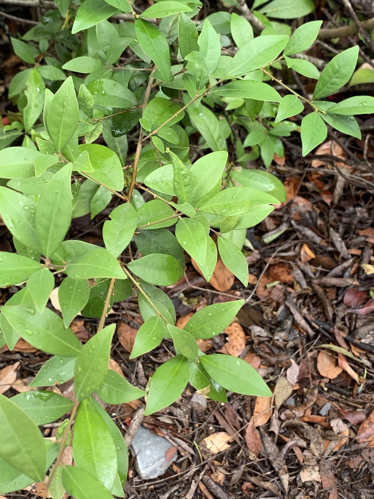 Imagem de Litsea rotundifolia var. oblongifolia (Nees) C. K. Allen