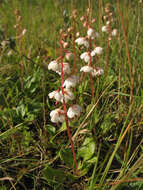 Imagem de Pyrola rotundifolia subsp. rotundifolia