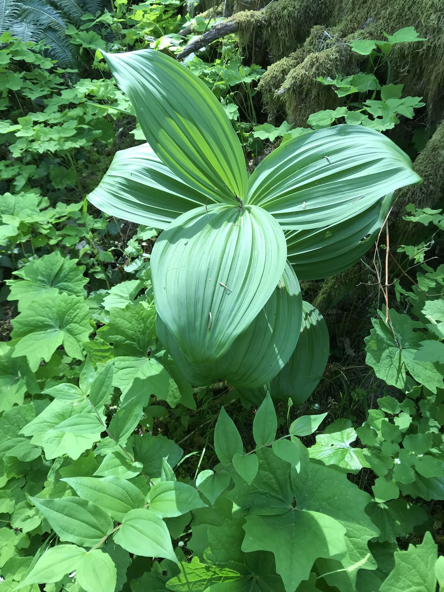 Veratrum insolitum Jeps.的圖片