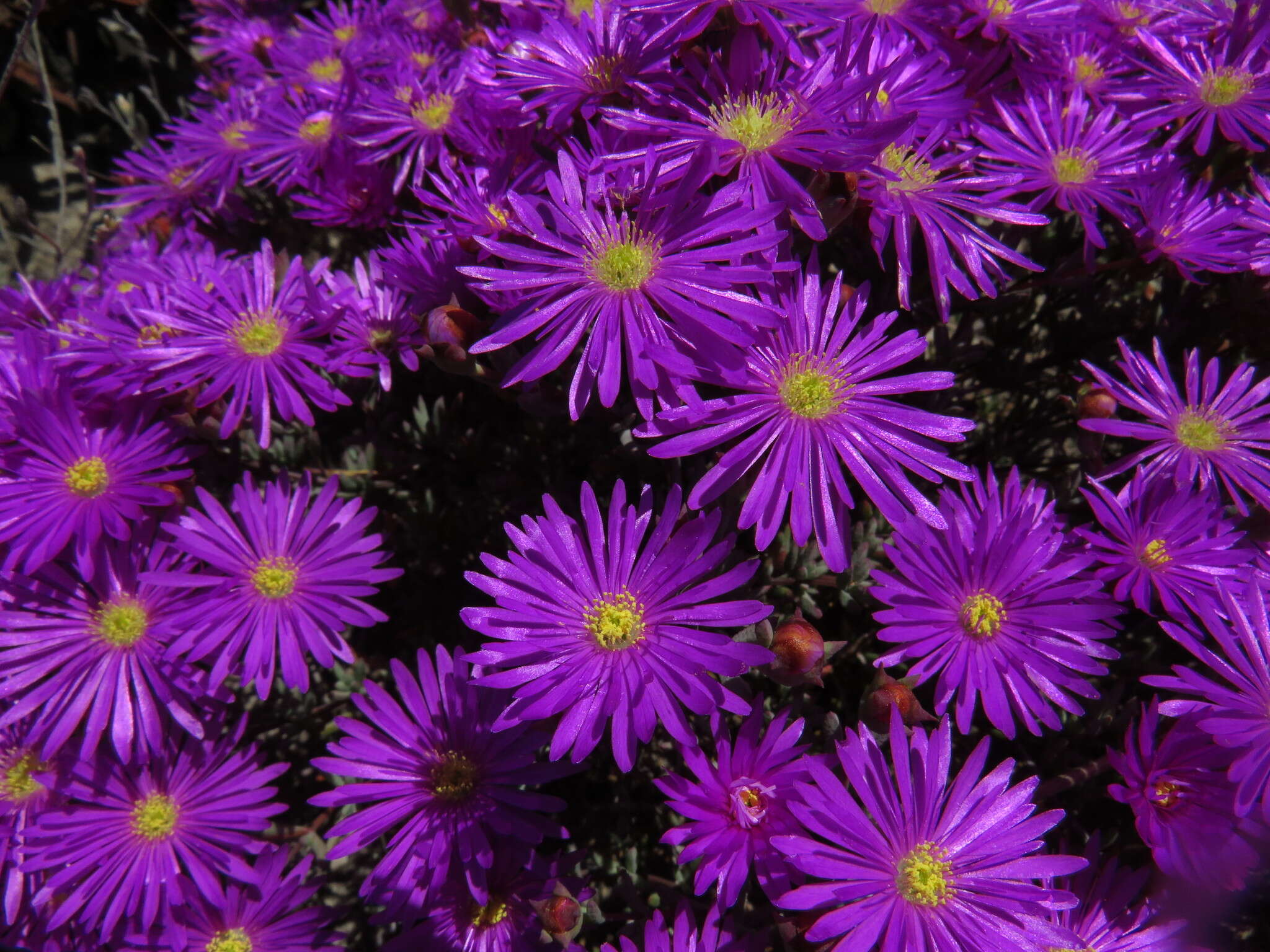 Image of Lampranthus emarginatus (L.) N. E. Br.