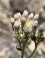 Imagem de Antennaria marginata Greene