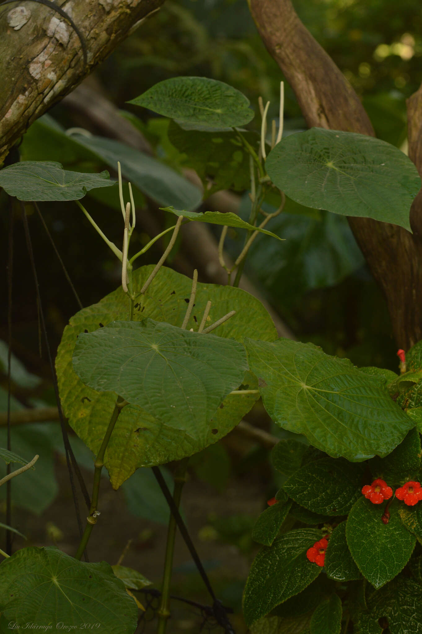 Image of Monkey's-Hand