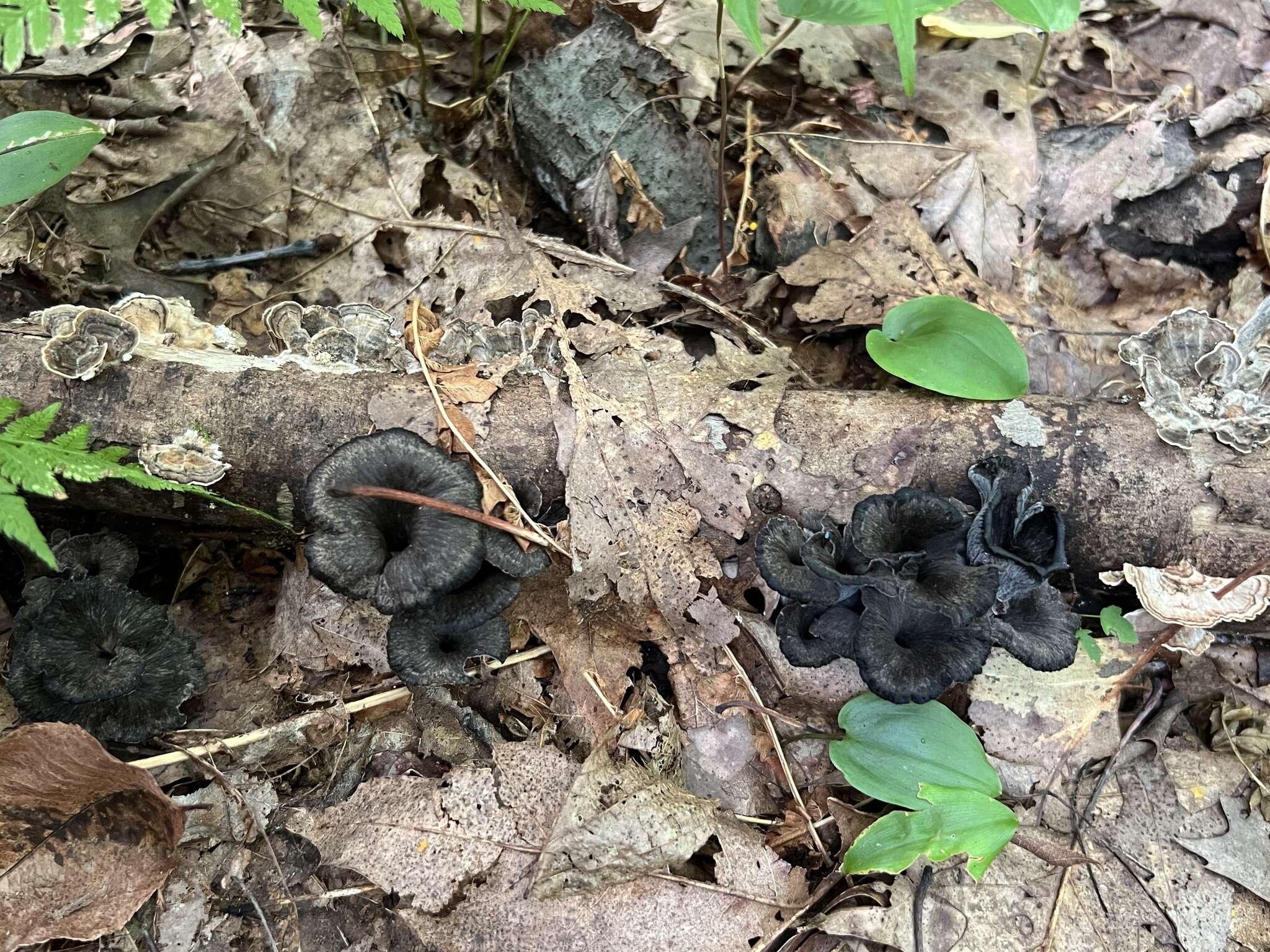 Image of Craterellus caeruleofuscus A. H. Sm. 1968