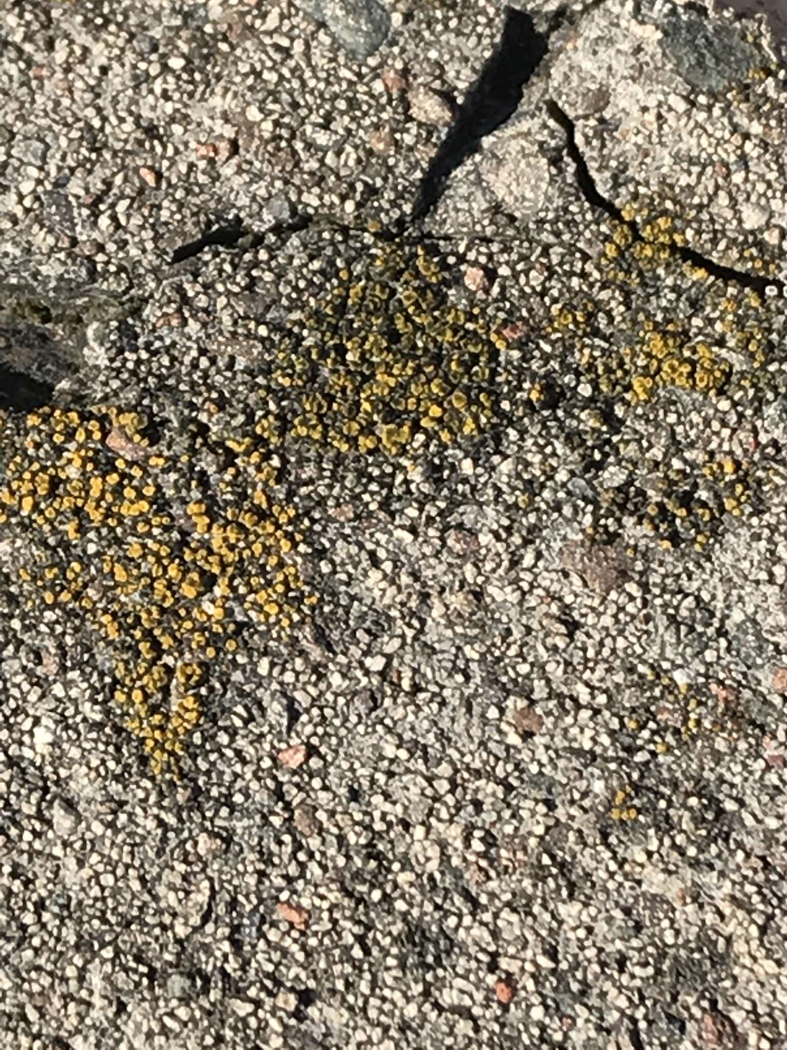 Image of Hidden goldspeck lichen