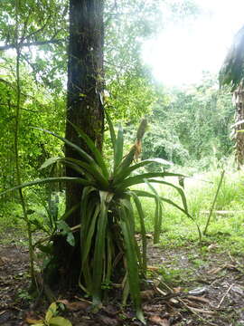 Image of Aechmea mariae-reginae H. Wendl.