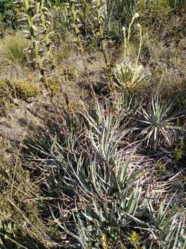 Image of Puya nitida Mez