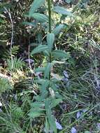 Image of roundleaf goldenrod