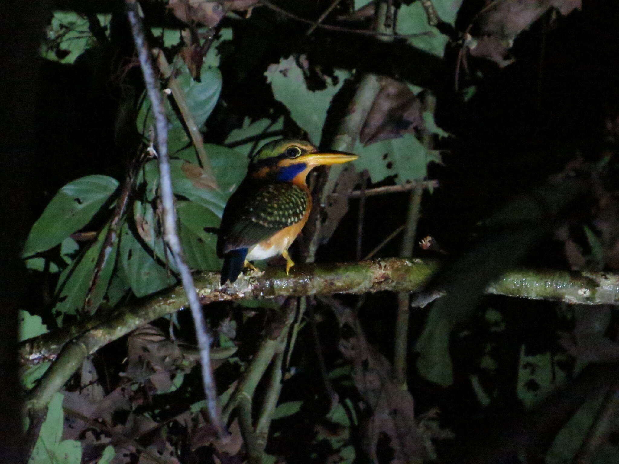 Image of Rufous collared kingfisher