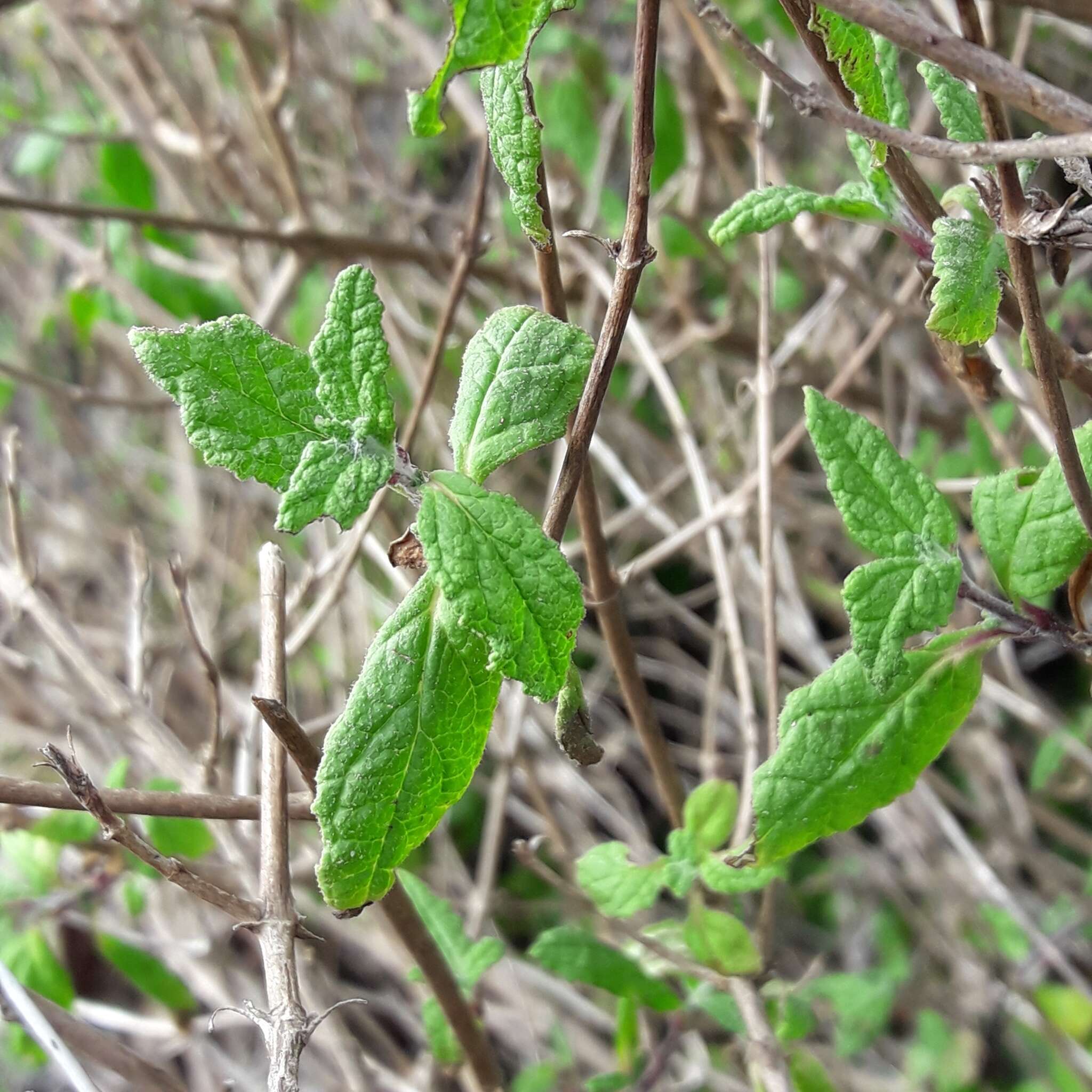 Image of Calceolaria ascendens Lindl.