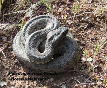 صورة <i>Macrovipera razii</i>