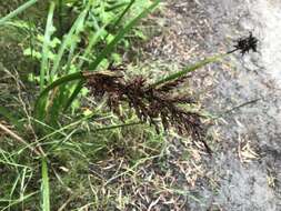 Image of Lepidosperma gladiatum Labill.