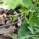 Image de Corydalis tarkiensis Prokh.