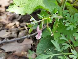 Image de Corydalis tarkiensis Prokh.