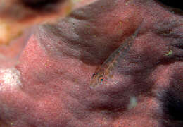 Image of Barrel-sponge ghostgoby