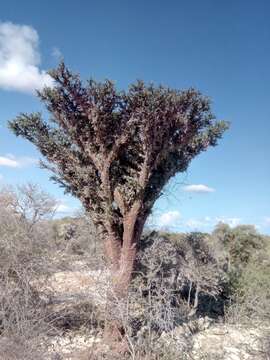 Image of Alluaudia comosa (Drake) Drake