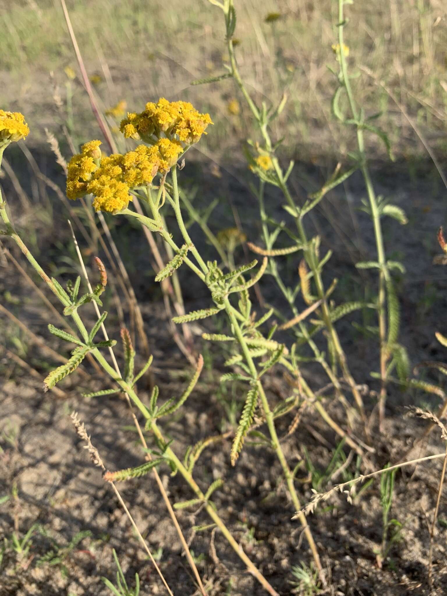 Achillea micrantha Willd. resmi