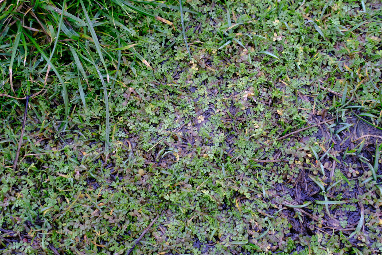 Image of Macoun's meadowfoam