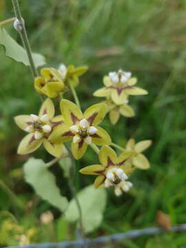 Plancia ëd Funastrum lindenianum (Decne.) Schltr.