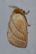 Image of Cania bilinea Walker 1855