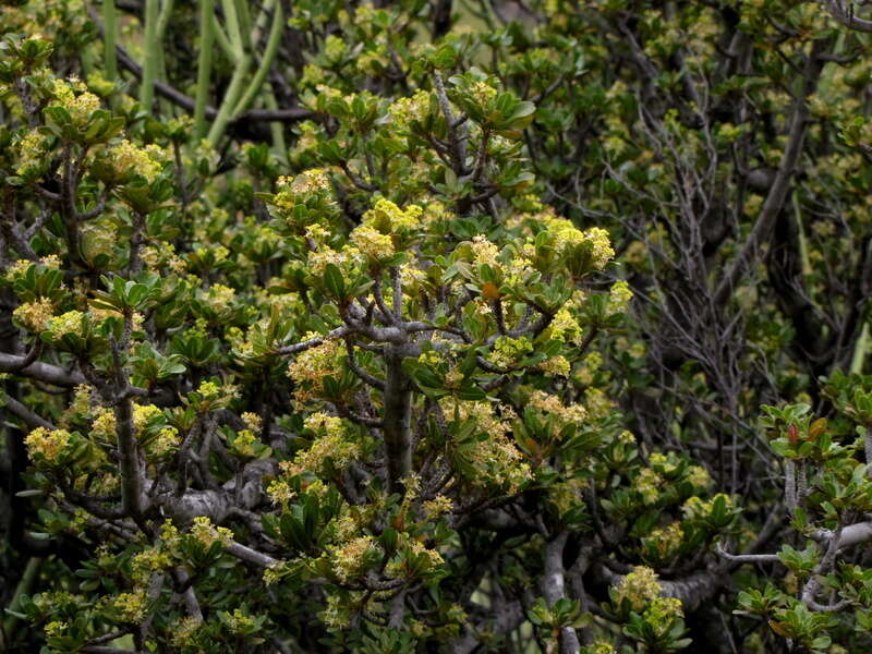 Image of Indaba tree