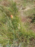 Image of Kniphofia stricta Codd