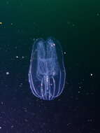 Image of short-lobed comb jelly