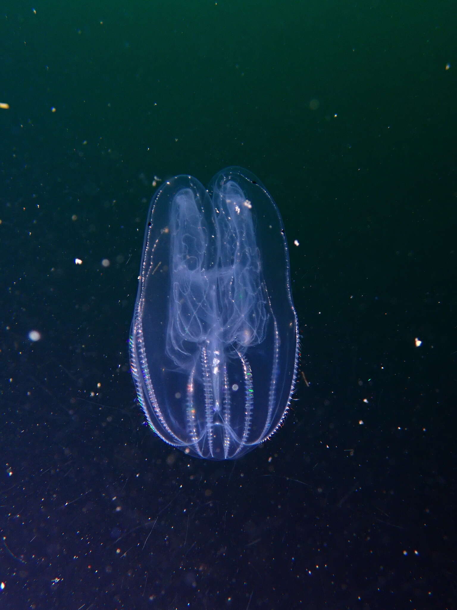 Image of short-lobed comb jelly