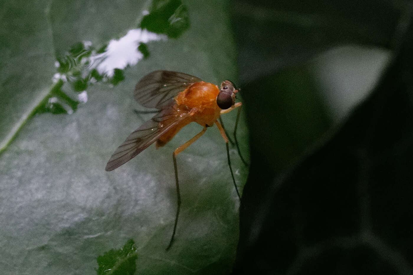 Image of Chrysopilus laetus Zetterstedt 1842