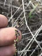 Image of Triglochin laxiflora Guss.