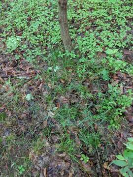 Image de Poa sylvestris A. Gray