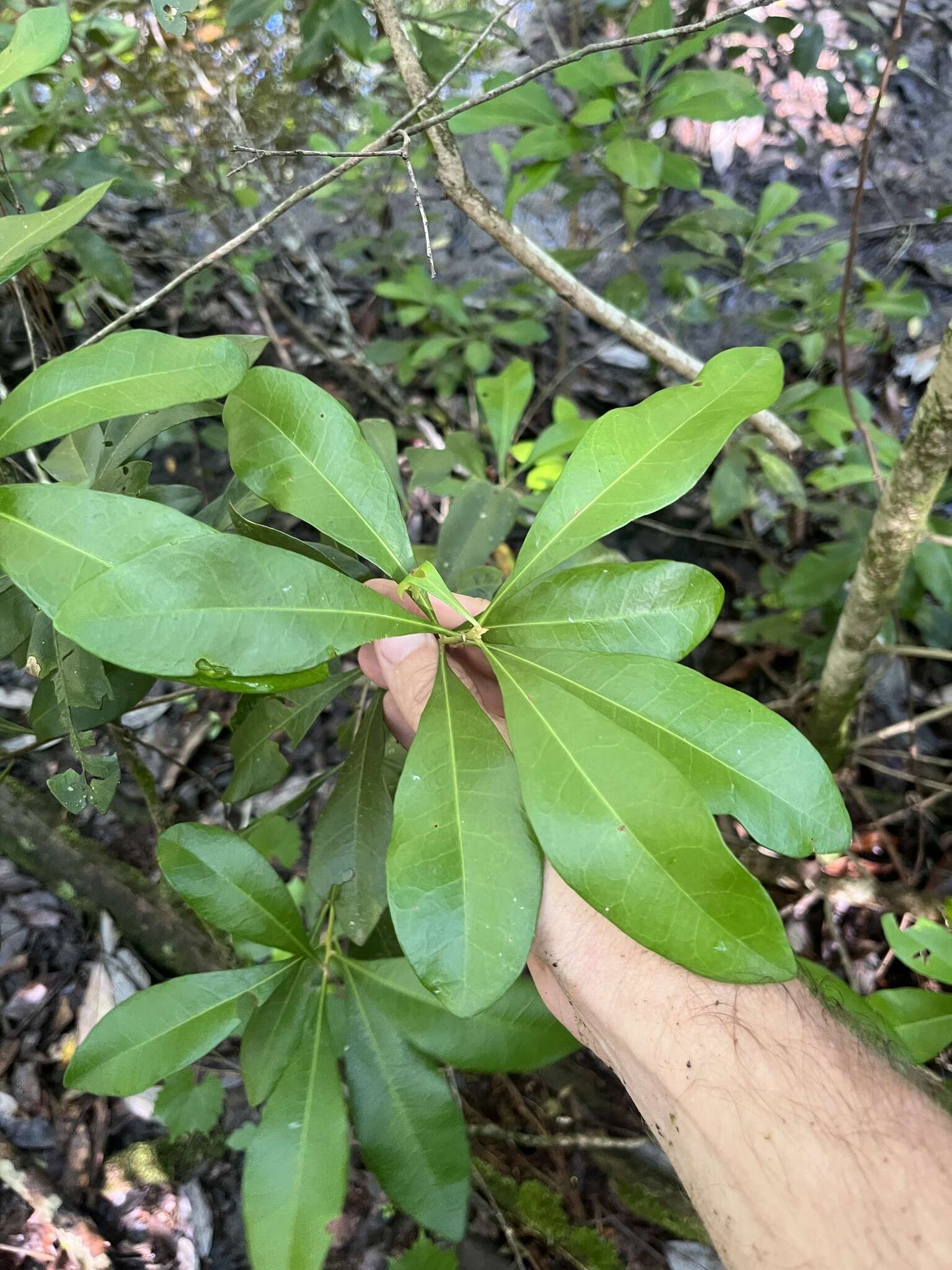 Image of Odorless Bayberry