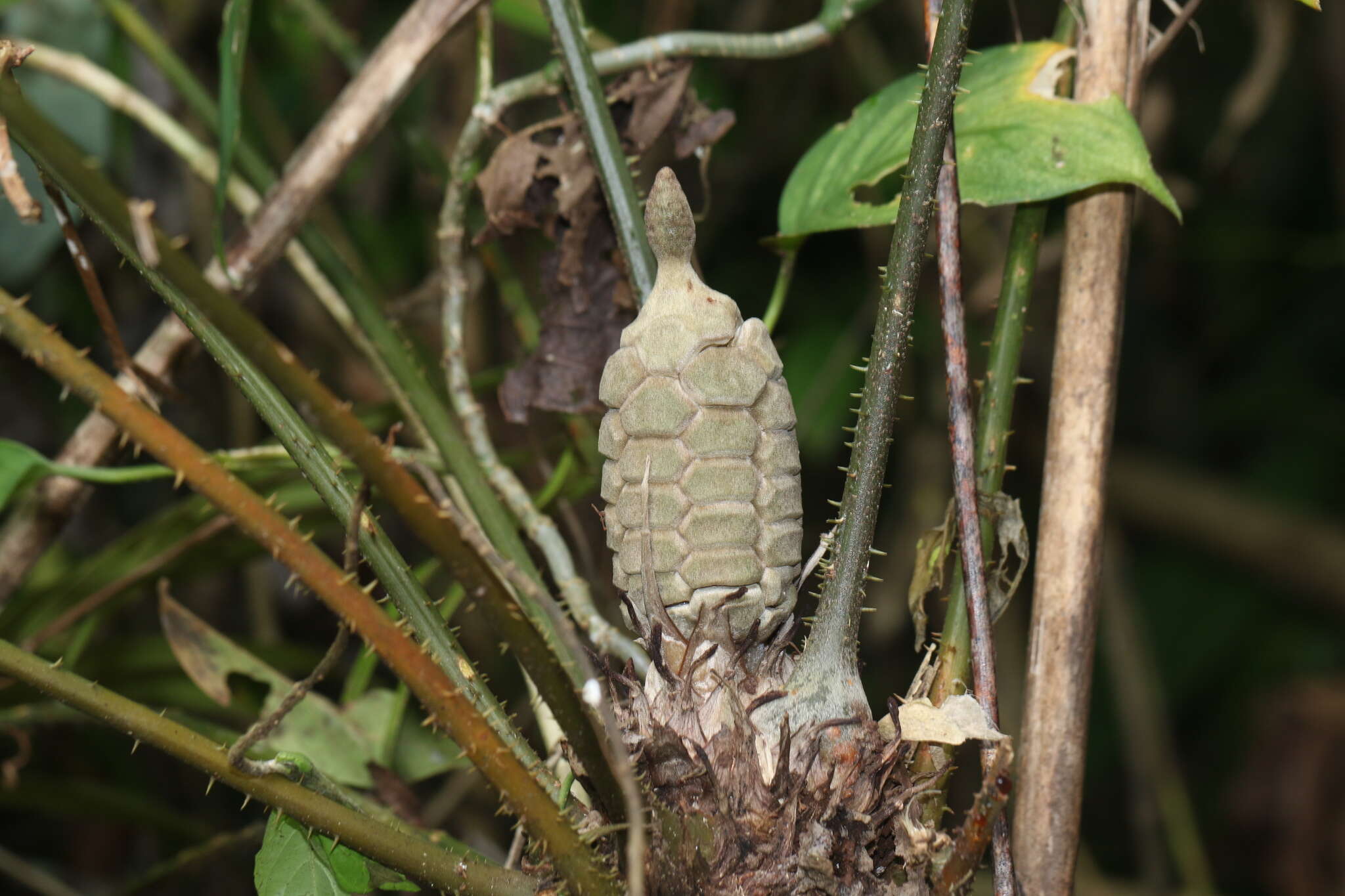 Image of Zamia fairchildiana L. D. Gómez