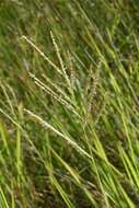 Image of Paspalum wrightii Hitchc. & Chase