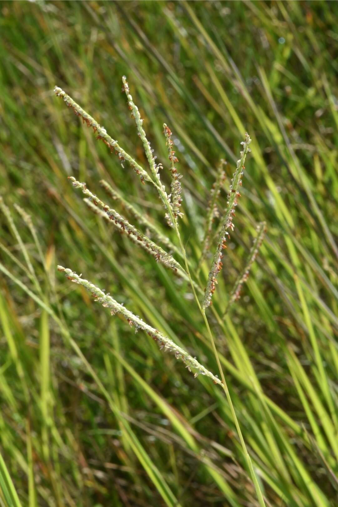 Image of Paspalum wrightii Hitchc. & Chase