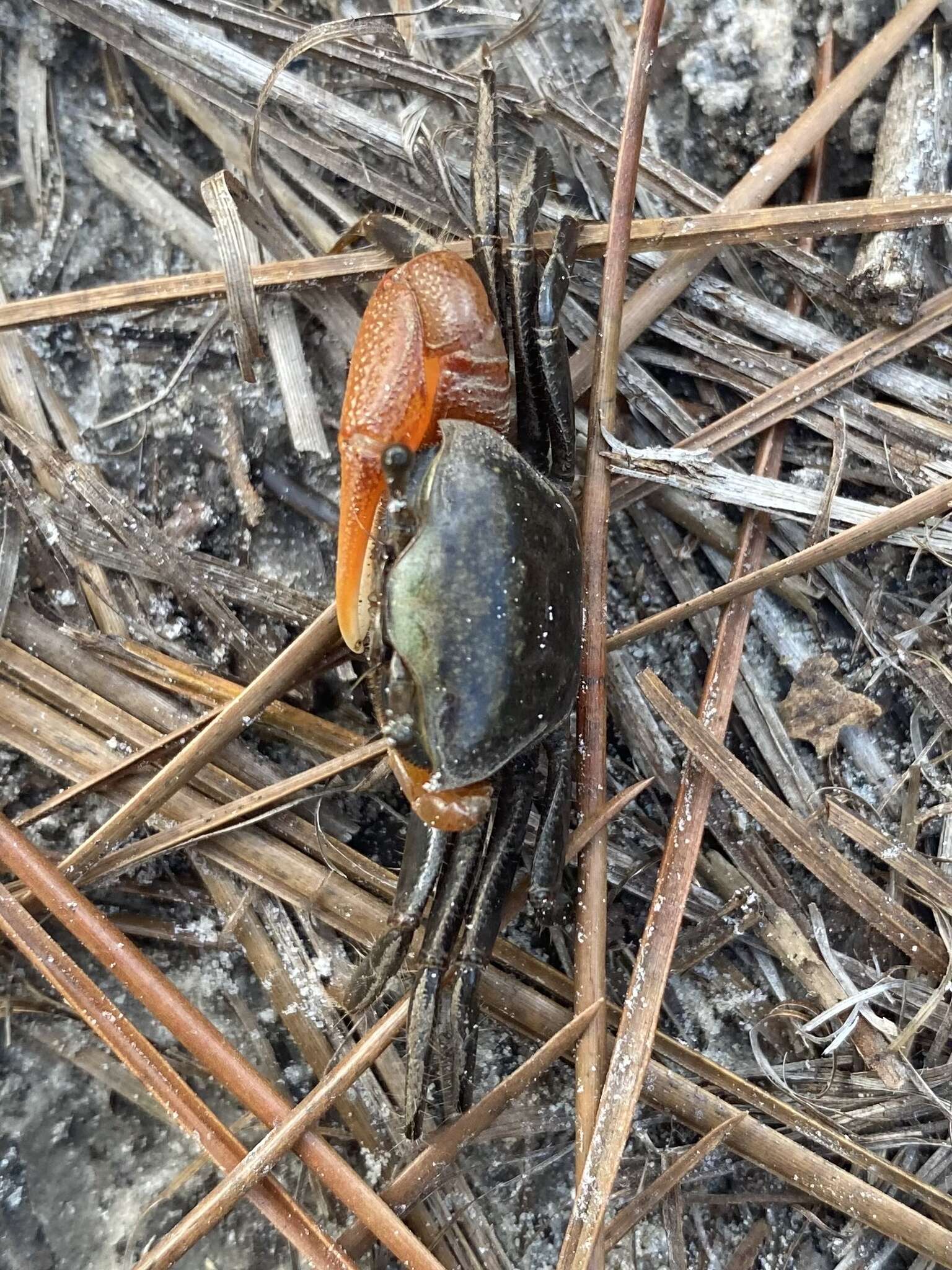 Image of Gulf marsh fiddler